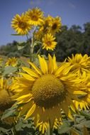 sunflowers in spring