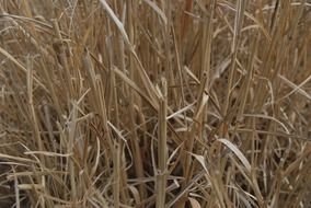 closeup picture of dry grass field