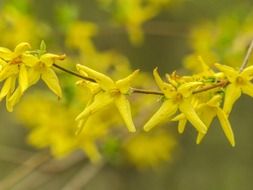 macro photo of yellow forsythie close-up on blurred background