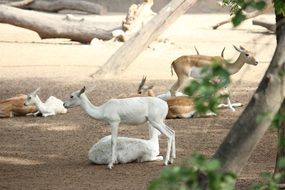 white and brown deer in the wild