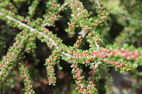 Green and red branches