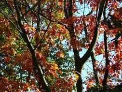 autumn forest fiery trees