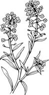 botany floral drawing