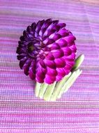 dahlia ball with green leaf on colored fabric