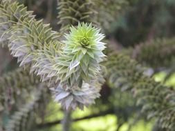 green branches of araucaria