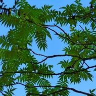 rowan green foliage