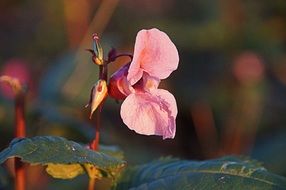 cute forest flower