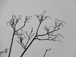 branches without leaves of a large tree against the winter sky