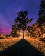 perfectly charming tree silhouette