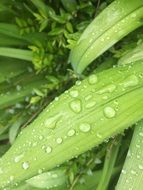 closeup photo of water drops on long green leaves