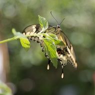 butterfly hidden in leaves