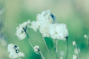 Macro photo of plants