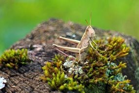 Grasshopper closeup