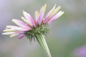lovely spring flower