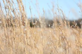 dry yellow grass close up