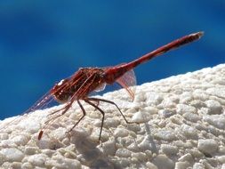 red dragonfly on a white surface