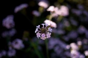 Beautiful purple and white flowers in the garden
