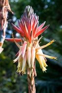 aloe pretoriensis blossom