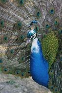 amazing peacock colors