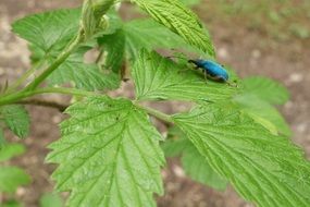 Beetle on stinging nettle