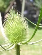 rotliny flower
