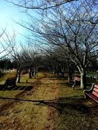 Benches in the park in autumn