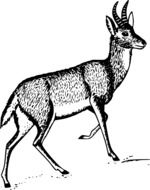 black and white drawing of antelope