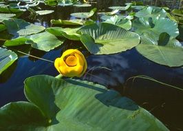 yellow lily in a pond with green leaves