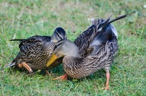 extraordinarily beautiful wild duck