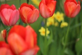 red tulips and daffodils in the garden on a blurred background