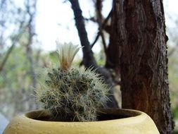 cactus plant in a pot