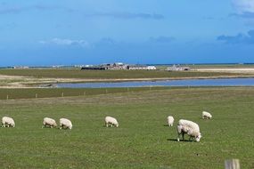 seafront pasture