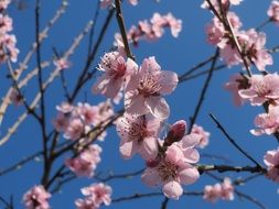 pink flowers on thin tree branches