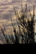 wild grass against the evening sky