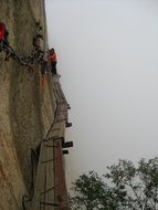 Pinus Armandii Near The Mountain In China