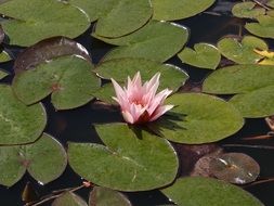 water lily blooming in the pond