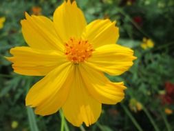 yellow park flower close-up