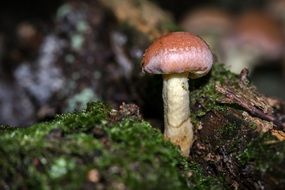 hypholoma sublateritium close-up on blurred background