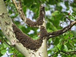 extraordinarily beautiful caterpillars