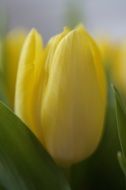 photo of yellow tulip bud closeup