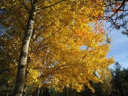 autumn color yellow sky