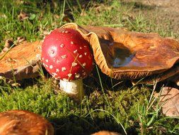 fly agaric mushroom hidden