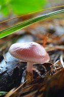 small brown mushroom under a blade of grass in the forest