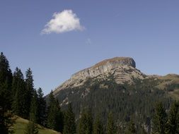 high mountain with pines