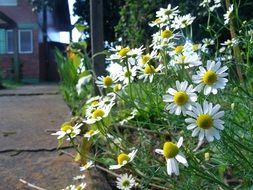 chamomile flower simple closeup