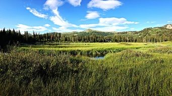 landscape of the green meadows and mountains and forest