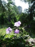 bellflowers blooming on the meadow