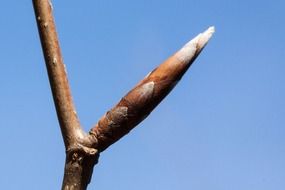 inflorescence of fagus sylvatica