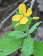 wonderful greate celandine flower