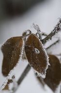 iced branch macro